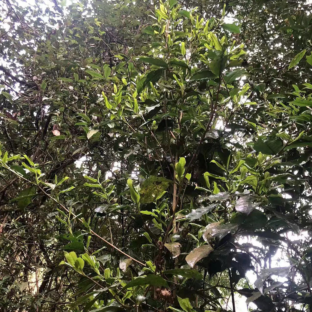 Kuzhushan Ye Sheng 2023, 200 g