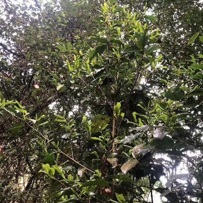 Kuzhushan Ye Sheng 2023, 200 g